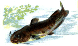 Catfish