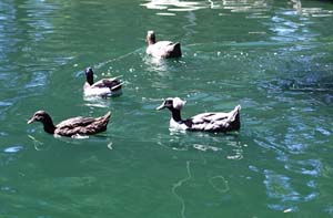 Swimming ducks
