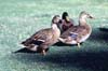 ducks on lawn thumbnail