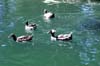 ducks water thumbnail