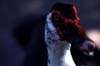 red faced duck thumbnail