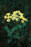 yellow flowers thumbnail