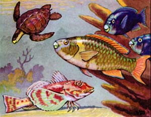Aquatic wildlife
